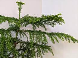 Norfolk island pine turning wood has a characteristic pine color even though it is not a member of the pine family. Norfolk Island Pine Information And Care Guide Our House Plants