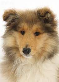Rough Collie Puppy 14 Weeks Rough Collie Collie Puppies Rough Collie Puppy