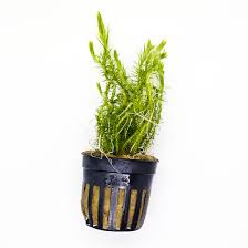 Image result for Mayaca