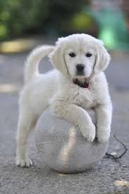 Training your puppy is one of the best things you can do with them. 50 Lovely Puppy Pictures Cuded Puppies Puppy Pictures Cute Animals