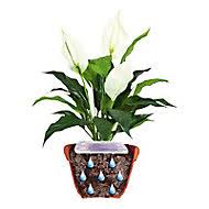 We did not find results for: Arrosage Aquaholiday Basic Castorama