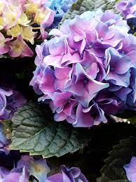 Again Hydrangea By Marilena Iordache Hydrangea Not Blooming Flowers Nature Purple Flowers