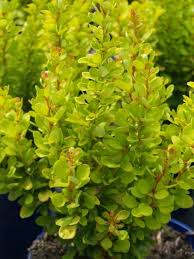 Narrow, upright growth suitable for restricted site. Shrubs And Perennials