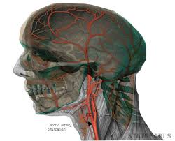 This means that it emerges higher up in the neck, rather than at the juncture of the clavicle and upper spine. Figure Carotid Artery Image Courtesy S Bhimji Md Statpearls Ncbi Bookshelf