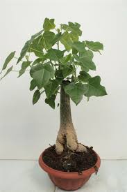 Image result for Brachychiton australis