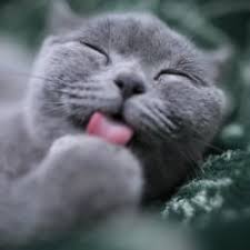 Most cat lovers are drawn to british shorthair kittens because of their round features such as their eyes, face, ears, paws, and most especially their body frame that makes them the british shorthair is not difficult to groom. How Much Does A British Shorthair Cat Cost Us Uk Au My British Shorthair