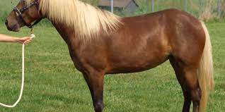 examining eye issues in silver dapple horses the horse