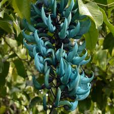 Image result for Strongylodon macrobotrys