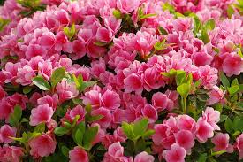 We did not find results for: How To Grow And Care For Azaleas Gardener S Path