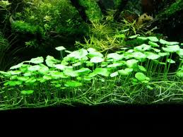 Image result for Hydrocotyle