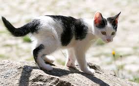 Female black and white cat names when it comes to naming your new female feline , it is always a good idea to look at beautiful human names as well as classic kitty names! Black And White Cat Names 250 Cool Kitty Ideas