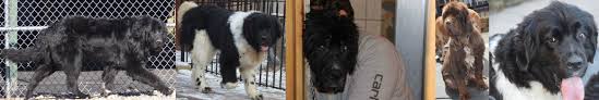 We are a small group of friends who all volunteer their personal time and work hard to make an impact on the life of a dog in need. Rescue