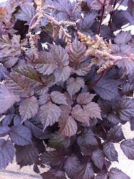 Astilbe Chocolate Shogun Photo Cnb New Plants Jpg 1 936 2 592 Pixels Astilbe Plants Foliage