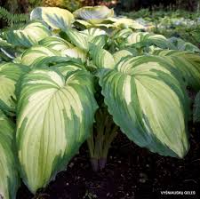 Image result for Hosta Warpaint