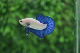 Beautiful Plakat Blue Rim Betta Fish In 2020 Betta Fish Types Betta Fish Betta