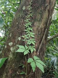 Image result for Tetrastigma