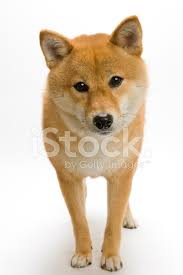 They are gaining popularity due to the famous internet 'doge' meme. Japanese Traditional Dog Shiba Inu Dog Stock Photos Freeimages Com