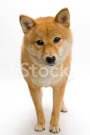 Japon Geleneksel Kopek Shiba Inu Kopek Stok Fotograflari Freeimages Com