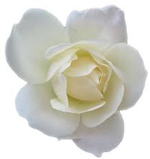 Rose Transparent Flowers Rose White Rose Png