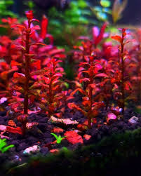 Image result for Ludwigia senegalensis