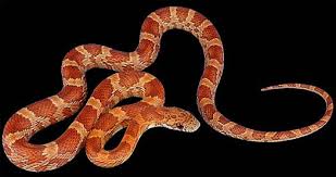 Corn Snake Red Rat Snake Nice Colors Not Dangerous Animal Pictures And Facts Factzoo Com