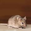According to their website, the ultrasonic pest reject was developed by a stanford scientist who was inspired by military frequency technology to use low frequency sound waves which are completely to use, all customers have to do is plug the unit into an outlet and let it work. 1