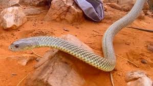 A mouse plague in western nsw is decimating crops, destroying livelihoods and leaving some businesses at breaking point. Mouse Plague Will It Come To Sydney Increase In Snakes To Follow