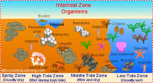 Intertidal Animal Printouts Enchantedlearning Com Ocean Zones Biomes Tide Pools