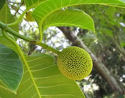 Semua sambungan harus diselesaikan dengan baik dan diperkuat dengan baik. Biojojo Gempol Nauclea Orientalis L