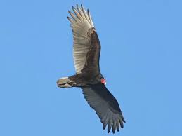 Turkey vulture with daisies, they practically pose for you at everglades. Turkey Vulture Identification All About Birds Cornell Lab Of Ornithology