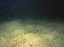 Image result for Aneilema arenicola