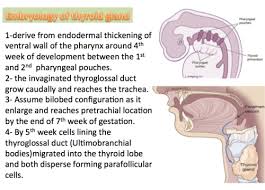 Ultimobranchial bodies consist of cords or follicles of secretory cells supported by a stroma of loose vascular fibrous connective tissue and enclosed within a capsule of fibrous connective tissue. Endo Histology Of Thyroid Parathyroid Al Tikriti Jcn Flashcards Quizlet
