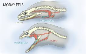Extra Jaws Help Hold Transport Prey Moray Eel Asknature Fish Anatomy Moray Eel Stingray Fish