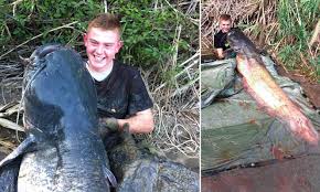 According to the mirror dino's fish could be the largest wels catfish ever caught on rod and reel, though records of this sort are difficult to confirm. Schoolboy 14 Snares Monster 15 Stone Catfish After Half Hour Struggle In Spain Daily Mail Online