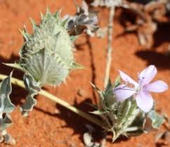 Image result for Barleria tanzaniana