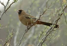 Backyard Birds Of Arizona Desert Abert S Towhee Inhabits Riparian Corridors In The Sonoran Desert Of Arizona Does Not Migrate From This Area With Images Bird Breeds Backyard Birds Birds