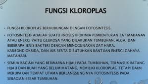 Fungsi Kloroplas
