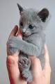 View all cats for sale in Australia - Trading Post