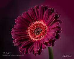 Macro Tiny Eye Different Small Nature Zoom Photo Photography Animal Wild Gerbera Gerbera Flower Gerbera Daisy