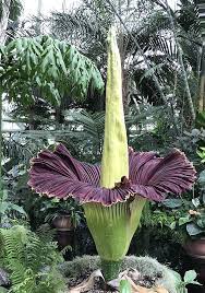 Tital Arum The Corpse Flower Corpse Flower Amorphophallus Titanum Titan Arum