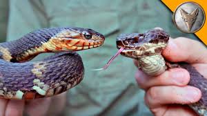 As suggested by their common name, these snakes are aquatic and are not typically found away from water bodies. Cottonmouth Vs Water Snake Youtube