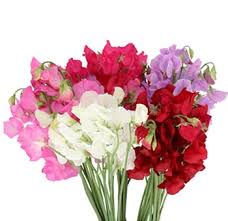 We did not find results for: Sweet Pea Flower Purple Sweet Pea Flower Flowers Near Me Bulk Flowers