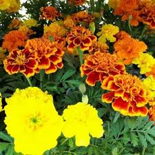 Check spelling or type a new query. Rosies Florist Huyton Home Facebook