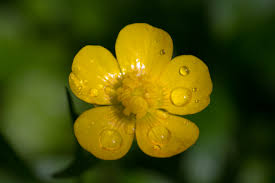 Ranunculus Arvensis ile ilgili gÃ¶rsel sonucu