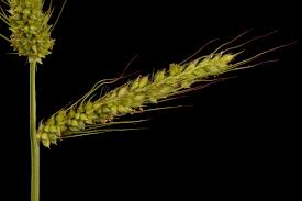 Image result for Echinochloa ugandensis