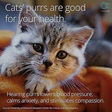 I Must Be So Healthy Since I Hear My Cat Purring A Lot Haha Cats Cat Purr Cats And Kittens