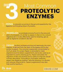 Some of the important protease functions are given below. Main Proteases Are Pepsin Trypsin And Chymotrypsin The Protease Enzyme Breaks Down Protein Signs Of Inadequate Enzymes Excess Gas Indigestion H Suplementos