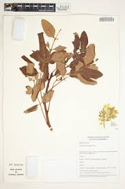 Image result for Ekebergia benguelensis