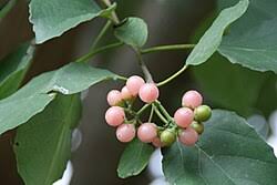 Image result for Cordia mukuensis