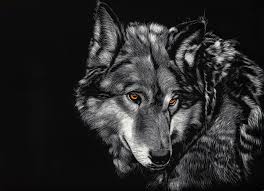 Find black wolf pictures and black wolf photos on desktop nexus. Black Wolf 4k Wallpapers Top Free Black Wolf 4k Backgrounds Wallpaperaccess